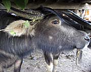 Water Buffalo in a Stable in Muang Noi, Thailand by Asienreisender